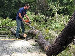 Leaf Removal in Lake City, SC