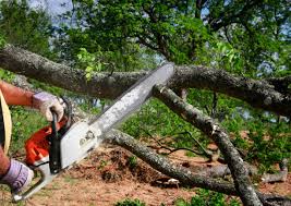 Best Tree Cabling and Bracing  in Lake City, SC